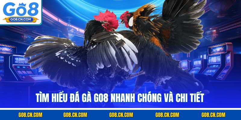 Tìm hiểu đá gà GO8 nhanh chóng và chi tiết